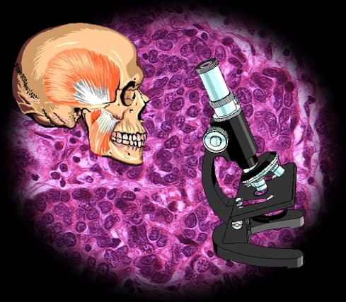 anatomy & histology Elsalam general